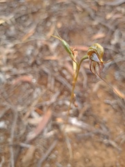 Pterostylis excelsa