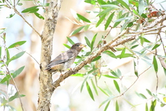 Cacomantis flabelliformis