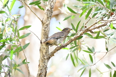 Cacomantis flabelliformis