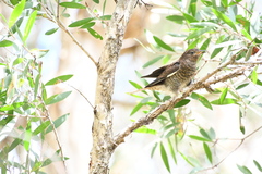 Cacomantis flabelliformis