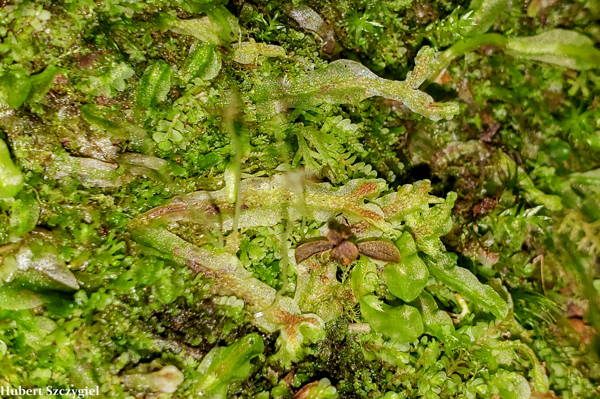 Symphyogyna semi-involucrata