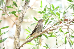 Cacomantis flabelliformis