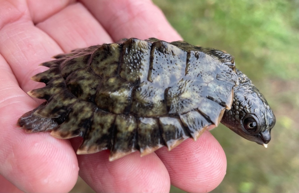 White-throated Snapping Turtle from Tiaro, AU-QL, AU on January 08 ...