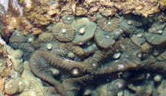 Rhodactis bryoides