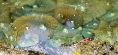 Rhodactis bryoides