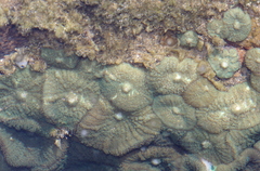 Rhodactis bryoides
