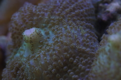 Rhodactis bryoides