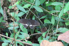 Papilio polytes