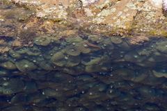 Rhodactis bryoides