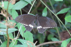 Papilio polytes