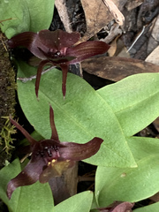Chiloglottis grammata