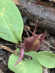 Chiloglottis grammata