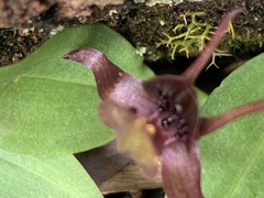 Chiloglottis grammata
