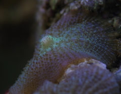 Rhodactis bryoides