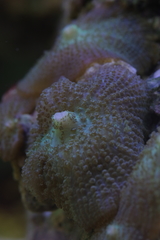 Rhodactis bryoides