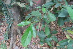 Magnoliopsida