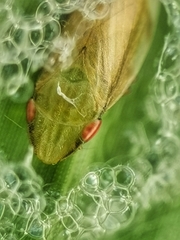 Clovia