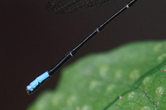 Argia frequentula