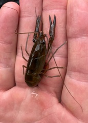 Cherax dispar