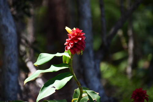 Costus comosus