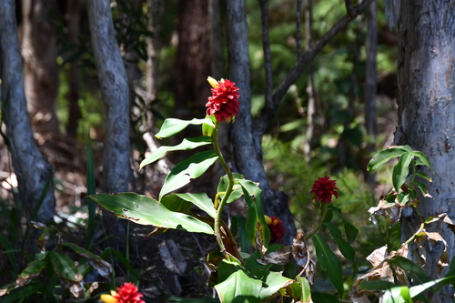 Costus comosus