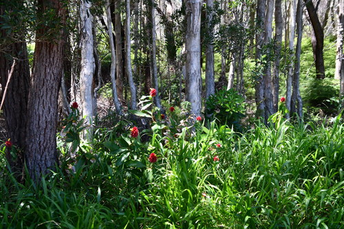 Costus comosus