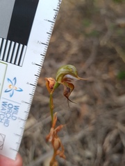 Pterostylis lepida
