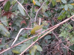 Zosterops japonicus