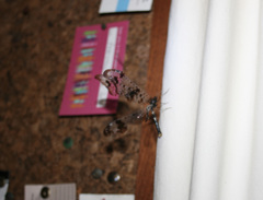 Periclystus circuiter