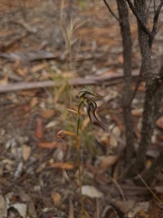 Pterostylis excelsa