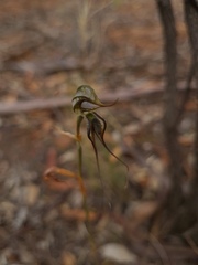 Pterostylis excelsa