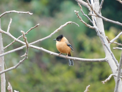 Rufous Sibia (Heterophasia capistrata), photo 8