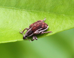 Iptergonus bifurcatus