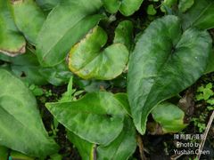 Asarum epigynum