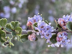 Ceanothus rigidus