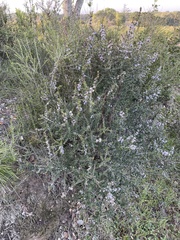 Ceanothus rigidus