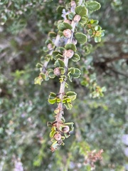 Ceanothus rigidus