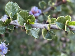 Ceanothus rigidus