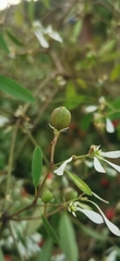 Euphorbia leucocephala