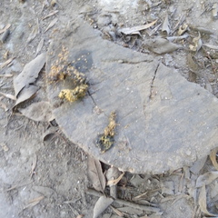 Bassariscus