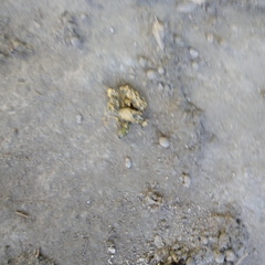 Bassariscus