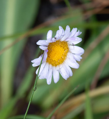Brachyscome decipiens