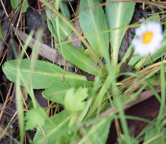 Brachyscome decipiens