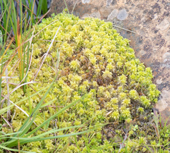Sphagnum cristatum