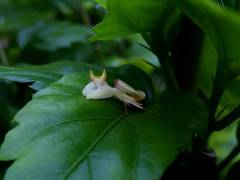 Hymenopus coronatus