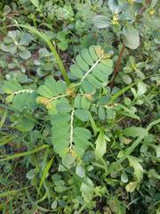 Phyllanthus leucanthus