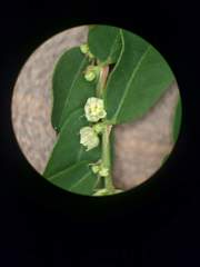 Phyllanthus leucanthus