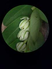 Phyllanthus leucanthus