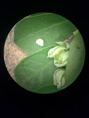 Phyllanthus leucanthus