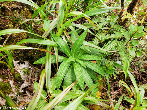 Lobelia oahuensis, 2022-01-06